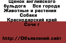 Щенок английского бульдога  - Все города Животные и растения » Собаки   . Краснодарский край,Сочи г.